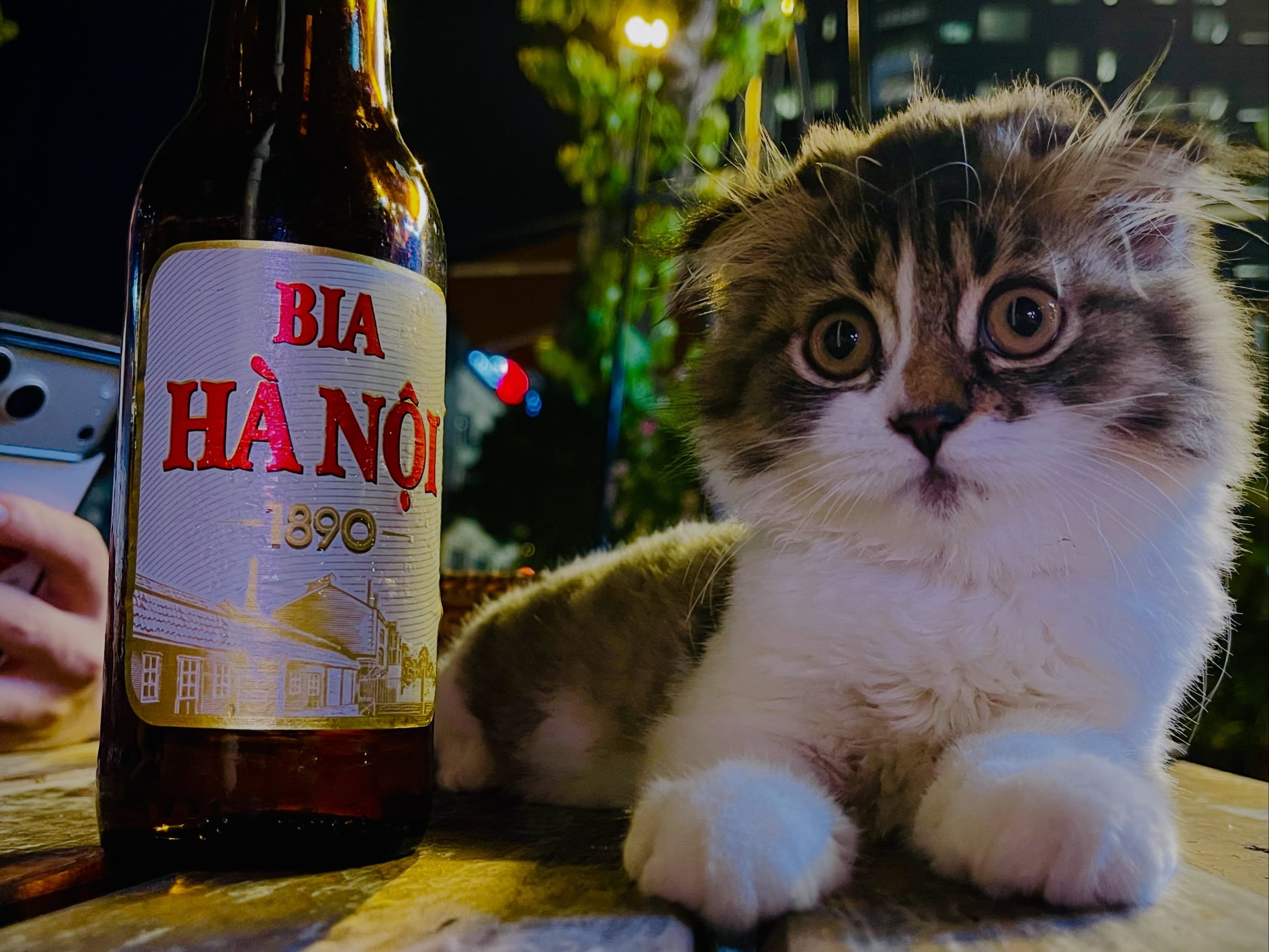 The resident Cheers cat sitting beside a bottle of Vietnamese beer